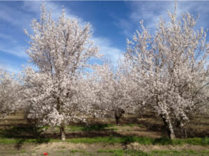 بهترین زمان سم‌پاشی نهال بادام برای حداکثر محافظت