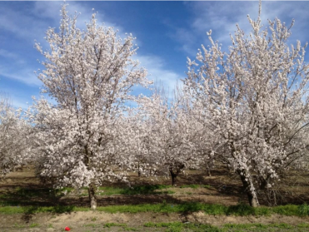 بهترین زمان سم‌پاشی نهال بادام, راهنمای سم‌پاشی نهال بادام