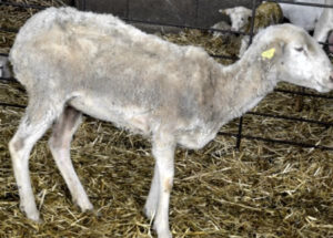 بیماری آناپلاسموز گوسفند چیست و چگونه درمان می‌شود؟ (راهنمای کامل دامداران)