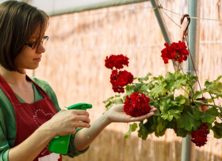 نگهداری گیاهان آویز, آبیاری گیاهان آویز