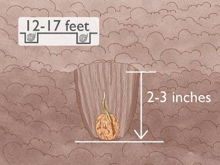 نحوه کاشت نهال گردو, انواع رقم گردو برای کاشت