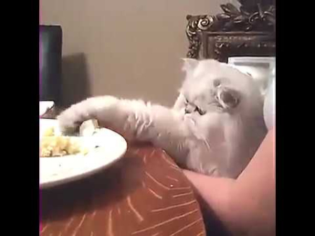 ذای نرم برای بچه گربه,پخت سیب زمینی برای گربه