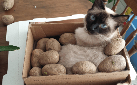 ذای نرم برای بچه گربه,پخت سیب زمینی برای گربه