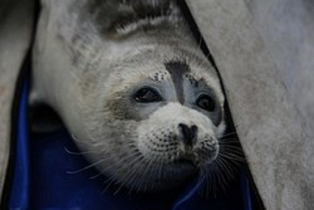 فُک خزری, فک دریای خزر