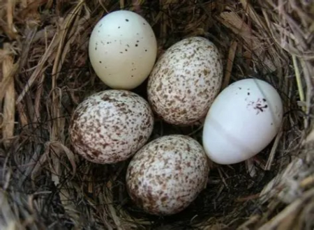 پرورش فنچ در خانه, آموزش پرورش فنچ