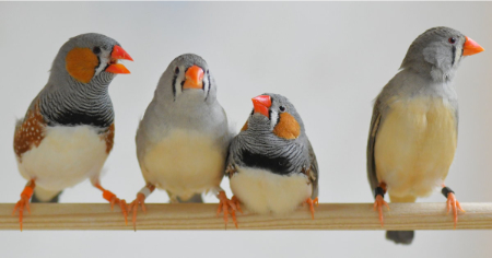 پرورش فنچ در خانه, آموزش پرورش فنچ