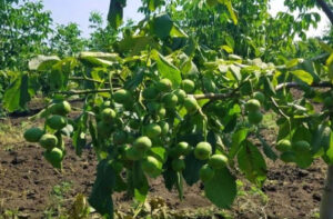 چه زمانی نهال گردو را سمپاشی کنیم؟ راهنمای کامل زمان‌بندی