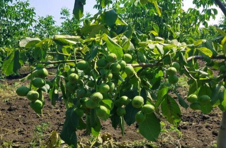 زمان سمپاشی برای آفات گردو, سمپاشی پیشگیرانه نهال گردو