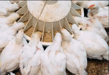 سیلیکات پتاسیم خوراک دام, سیلیکات پتاسیم در طیور