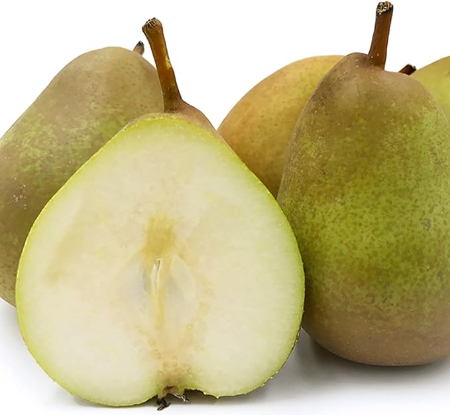 کاشت درخت گلابی, پرورش نهال گلابی