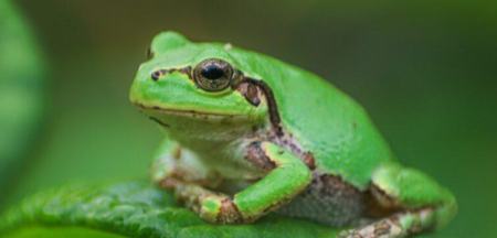 قورباغه،اخبار پزشکی،خبرهای پزشکی