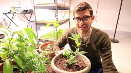 روش نگهداری گیاه برگ بو, نگهداری برگ بو در گلدان