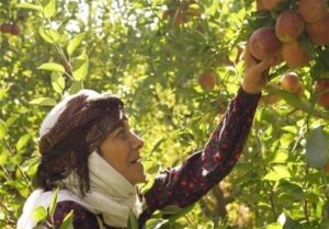 آغاز سریال «مادران» از جمعه با بازی رویا افشار