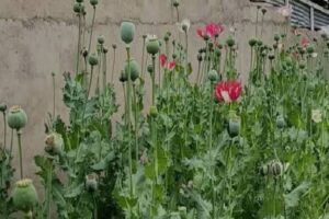 امحای ۱۲۰۰ بوته خشخاش در روستای چمن سوخته شهرستان بویراحمد 