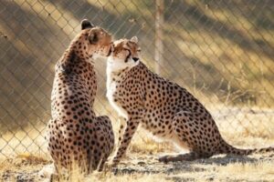 جشن بلوغ ۳یوز ماده در دل شاهرود؛بحران کمبود یوز نر بارور در مرکز تکثیر