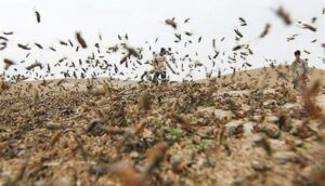 جولان ملخ‌های کوهان‌دار در خراسان جنوبی، پاکسازی ۴۸۰۰ هکتار انجام شد