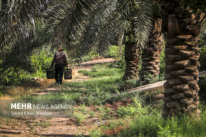 ۱۵۰۰ هکتار از نخلستان‌های خوزستان جوان سازی شد